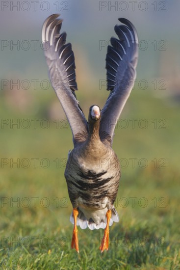 Greater White-fronted Goose (Anser albifrons) flying, North Rhine-Westphalia, Germany