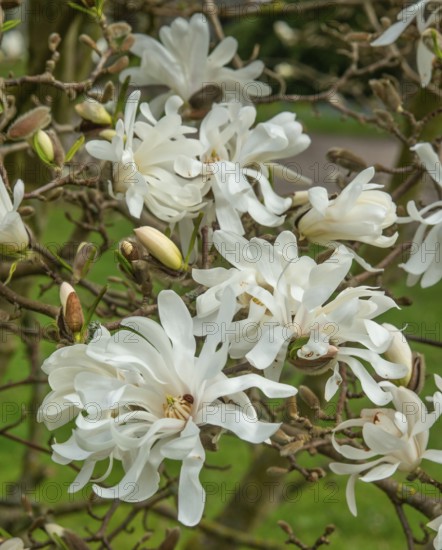 Flowering Magnolia stellata Waterlily in Ystad, Skåne County, Sweden, Scandinavia