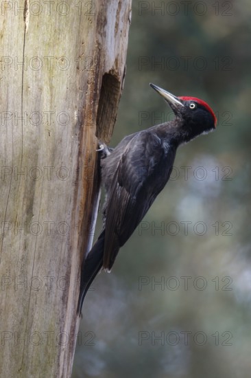 Black Woodpecker (Dryocopus martius) male at nest cavity, Netherlands