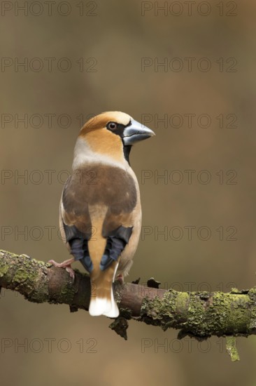 Appelvink kijkt over de schouder, Hawfinch looking over the shoulder