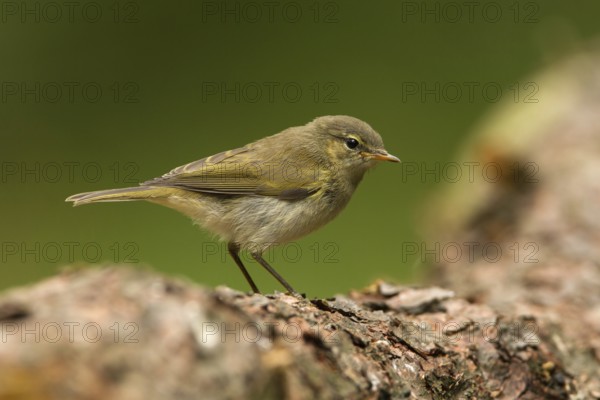 Common Chiffchaff (Phylloscopus collybita) juvenile, Utrecht, Netherlands