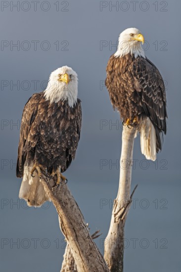 Two bald eagles, Haliaeetus leucocephalus, sitting, adult, winter, Homer, Alaska, USA
