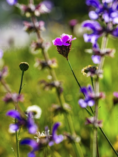 Carthusian carnation (Dianthus carthusianorum agg.) in a flower meadow, Bischofswiesen, Berchtesgadener Land, Upper Bavaria, Bavaria, Germany