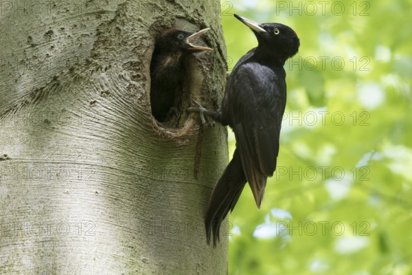 Black Woodpecker (Dryocopus martius) female at nest hole with chick, North Rhine-Westphalia, Germany