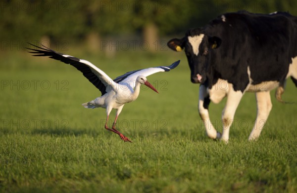 Weissstorch (Ciconia ciconia), White Stork, Altvogel wird von einer Kuh vertrieben, Oktober, NSG Dingdener Heide, Nordrhein-Westfalen, Deutschland