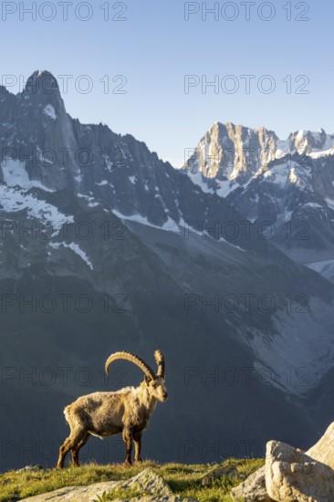 Alpine ibex (Capra ibex), adult male, in front of mountain landscape in morning light, in the background mountain peak Grandes Jorasses of the Mont Blanc massif, Aiguille Rouges, Chamonix, France