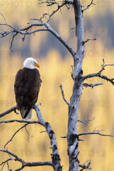 Bald Eagle (Haliaeetus leucocephalus), Alberta, Canada