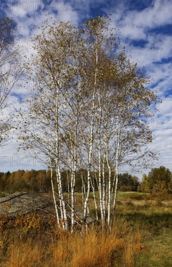 Lean meadow, altocumulus, cloudy sky with fleecy clouds and birch trees in the Blockheide nature park Park near Gmünd, Waldviertel, Lower Austria, Austria