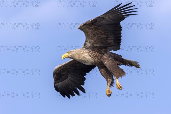 White-tailed Eagle (Haliaeetus albicilla) flying, Mecklenburg-Western Pomerania, Germany