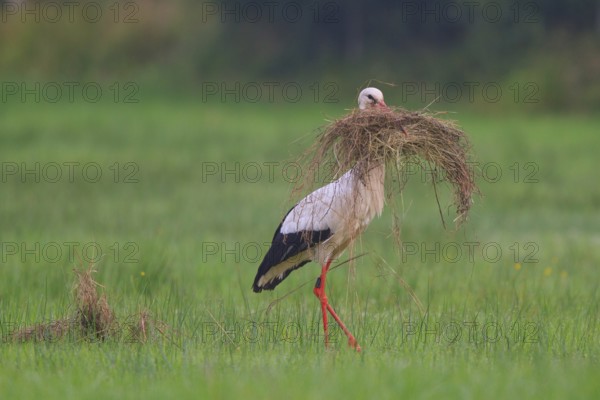 White Stork (Ciconia ciconia) male, North Rhine-Westphalia, Germany