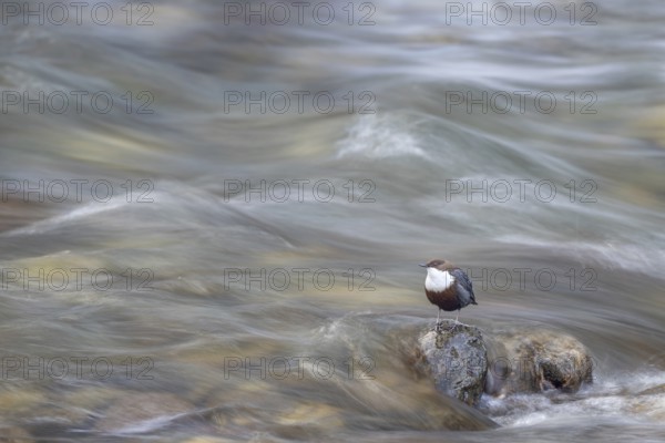 White-throated White-throated Dipper (Cinclus cinclus), sitting on a stone in a stream, Kundler Klamm, Kundl, Tyrol, Austria