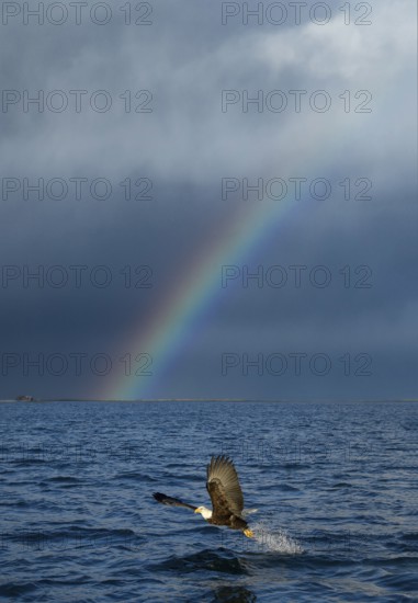 Bald Eagle (Haliaeetus leucocephalus) hunting, Alaska, USA