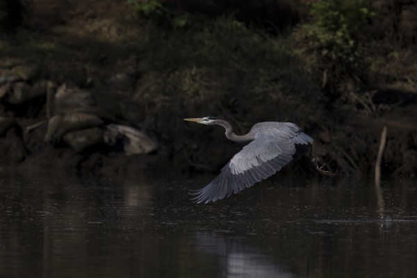 Great blue heron