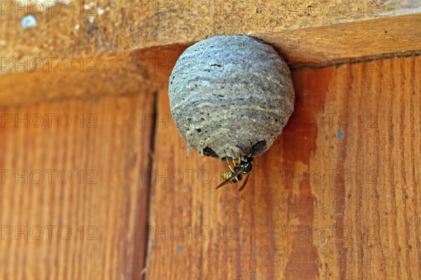 Wasp nest, wasp, animals, insects, fruit, fruits, nest, real wasps, breeding site, common wasp, Mecklenburg-Western Pomerania, Federal Republic of Germany
