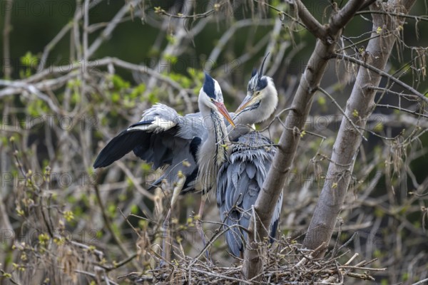 Grey heron (Ardea cinera), pair building a nest, Vienna, Austria