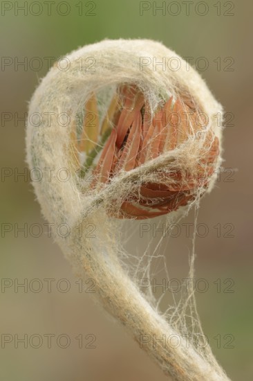 Cinnamon fern (Osmundastrum cinnamomeum, Osmunda cinnamomea), leaf emergence in spring, ornamental plant, North Rhine-Westphalia, Germany