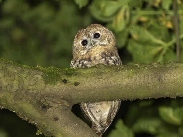 Tawny owl (Strix aluco), Westend Nord, Frankfurt am Main, Hesse, Germany