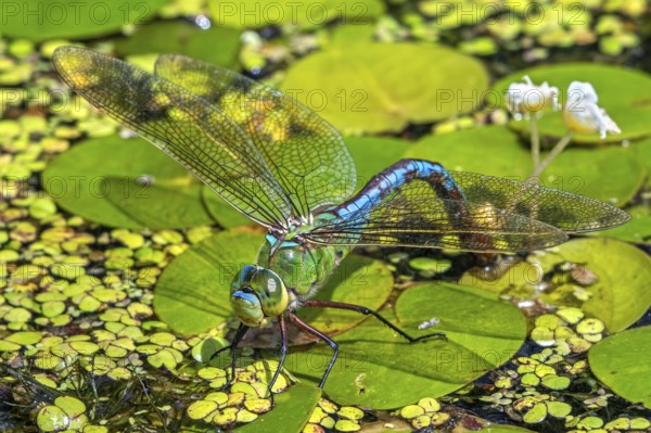 Emperor dragonfly, blue emperor (Anax imperator, Anax formosa) female with blue abdomen laying eggs in water of brook in summer
