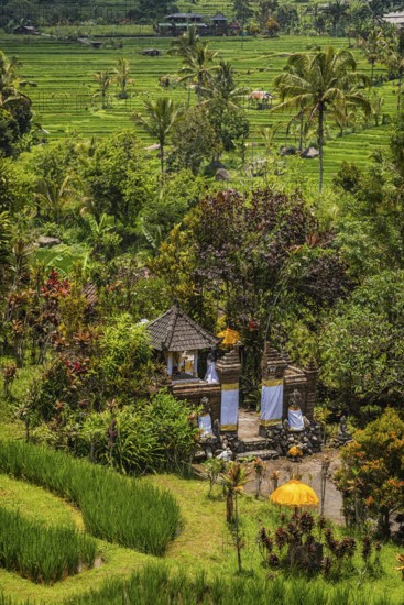 Jatiluwih, rice terrace, temple, Hinduism, agriculture, export, tourism, travel, landscape, UNESCO, Bali, Indonesia
