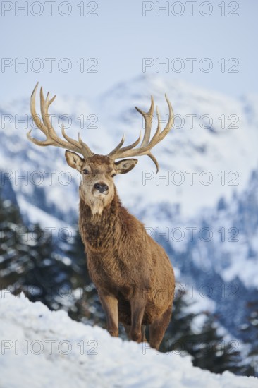 Red deer (Cervus elaphus) stag on a snowy meadow in the mountains in tirol, Kitzbühel, Wildpark Aurach, Austria