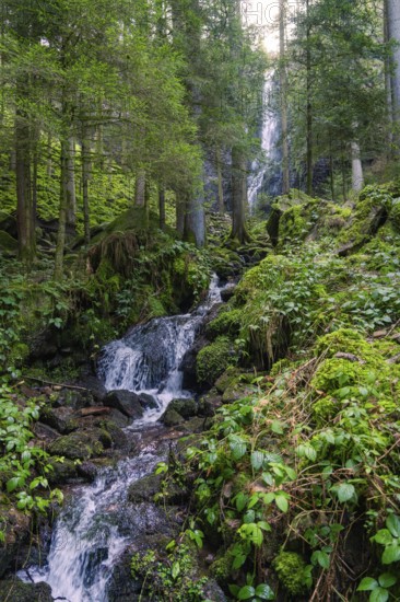 A mountain stream flows through a dense forest with lush vegetation, Burgbach waterfall, Bad Rippoldsau-Schapbach, Black Forest, Germany