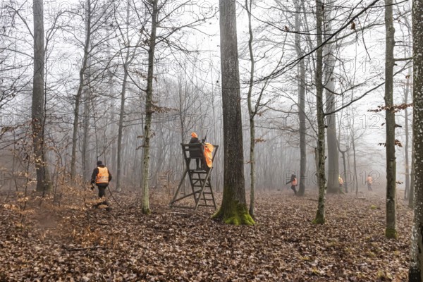 Driven hunting in Schönbuch. In autumn, hunters go hunting for wild boar and deer. Drivers in safety vests drive game through the forest. Böblingen, Baden-Württemberg, Germany