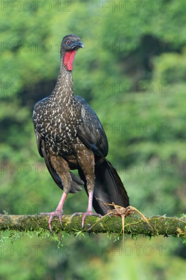Crested Guan (Penelope purpurascens) perched on a branch, Costa Rica