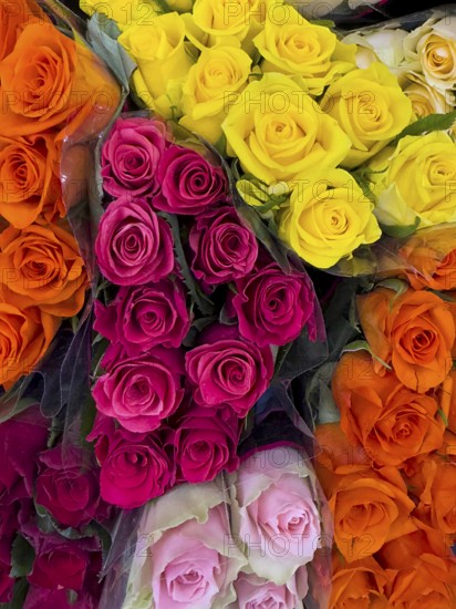 Top view of offer arrangement of roses in four bouquets bouquets of roses with pink pink yellow red orange roses, international