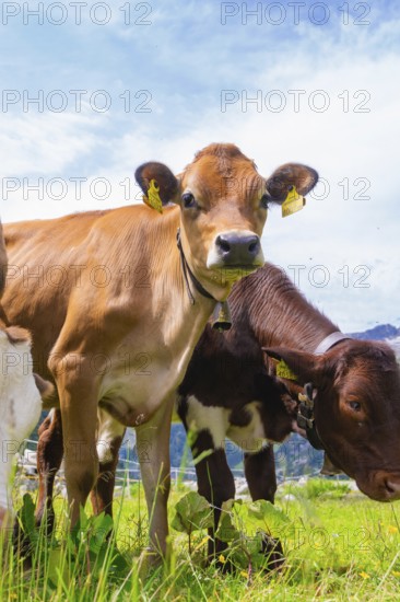 A young calf stands on a green meadow in front of a mountain backdrop under a blue sky, Klein Tibet, Zillertal, Austria