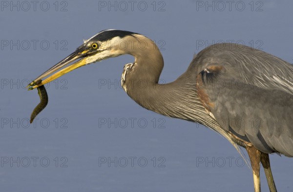 Great Blue Heron (Ardea herodias), Canada