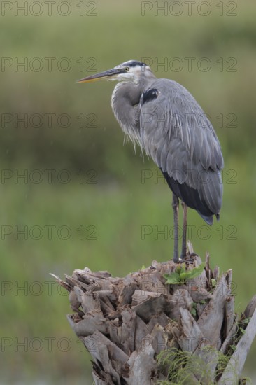 Great Blue Heron (Ardea herodias), Florida, USA