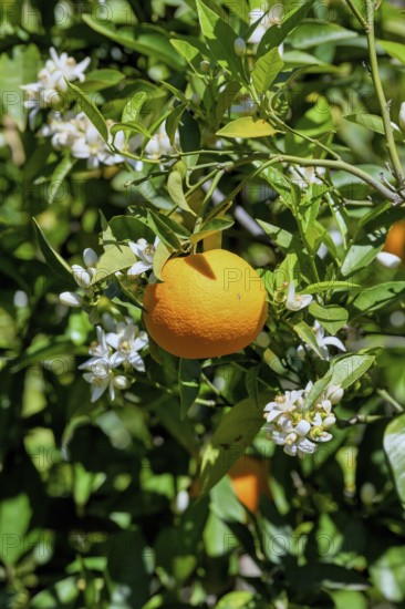 Orange (Citrus sinensis) blossom, close-up of blossoms and ripe fruit, near Bolulla, Costa Blanca, Spain