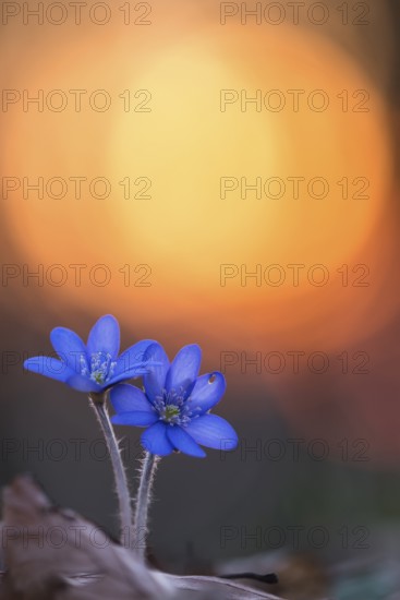 Liverleaf (Hepatica nobilis) close-up of flowering blossoms on forest floor in sunset, Lower Saxony, Germany