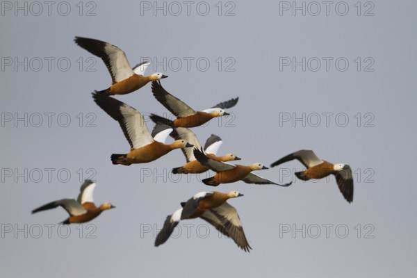 Ruddy Shelduck (Tadorna ferruginea) flying, Bavaria, Germany