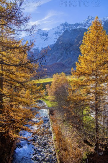Autumn landscape with larches, Dom 4545m and Täschhorn 4491m of the Mischabel group, Saas-Fee, Saas Valley, Valais, Switzerland