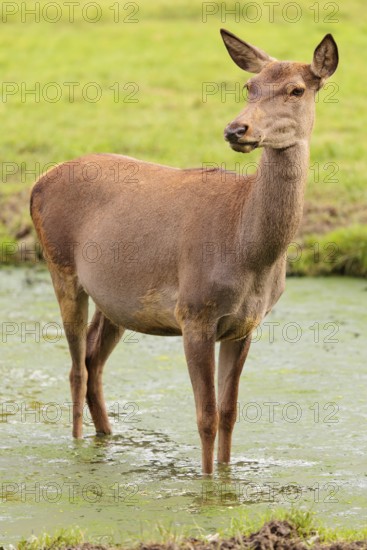 A red deer hind (Cervus elaphus) stands in a puddle in a meadow and observes its surroundings