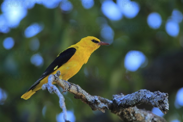 Eurasian Golden Oriole (Oriolus oriolus) male perched on lichen branch, Andalusia, Spain