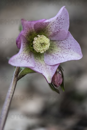 Lenzrose (Helleborus orientalis hybrid), Emsland, Lower Saxony, Germany