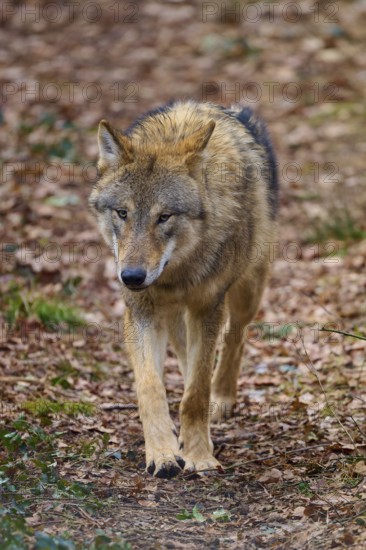 Wolf (Canis lupus), a wolf running through the forest, Germany