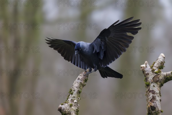Jackdaw (Corvus monedula), Germany