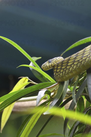 Leafy green mamba (Dendroaspis viridis), Western green mamba, venomous snake, climbs in a tree, occurrence in Africa, captive, Terrazoo, North Rhine-Westphalia, Germany