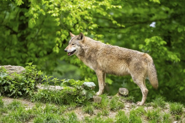 Eastern wolf (Canis lupus lycaon) standing on a little hill, Bavaria, Germany