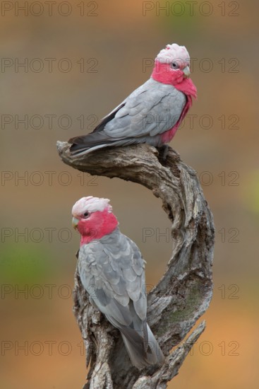 Galah (Eolophus roseicapilla), Victoria, Australia