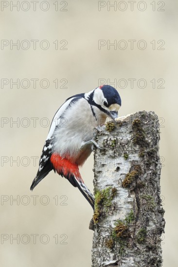 Great spotted woodpecker (Dendrocopos major) male foraging on the trunk of a grey birch (Betula populifolia), Animals, Birds, Woodpeckers, Wilnsdorf, North Rhine-Westphalia, Germany