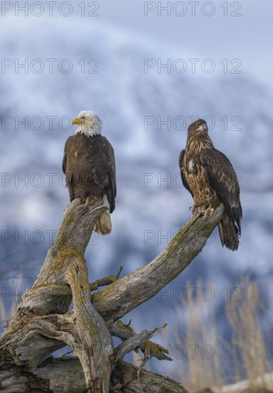 Bald Eagle (Haliaeetus leucocephalus) with juvenile, Alaska, USA