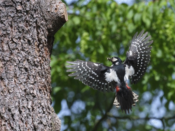 Great spotted woodpecker in flight with food in its beak