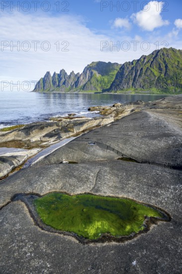 Green algae in a tidal pool, rocky coast of Tungeneset, Devil's Teeth, Okshornan, Ersfjorden, Senja Island, Troms, Norway