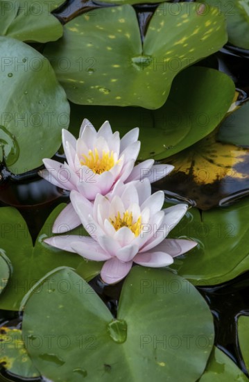European white water lily (Nymphaea alba), Münsterland, North Rhine-Westphalia, Germany