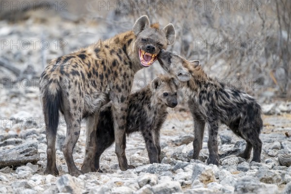 Spotted hyena or spotted hyena (Crocuta crocuta) with two young animals, Etosha National Park, Namibia