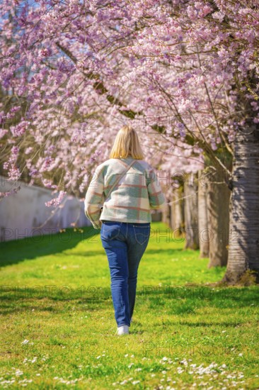 Woman walking in an avenue of cherry blossoms and enjoying spring, Cherry blossom garden, Schwetzingen Palace, Germany